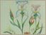 Foglio - Titolo Iris e fiori 